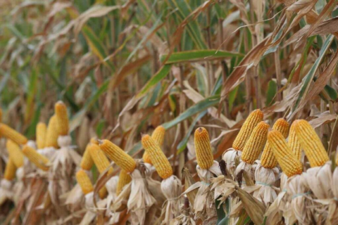 Chuvas excessivas atrasam colheita do milho safrinha, que avança só 0,1%