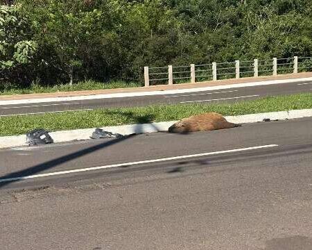 Capivara é encontrada morta atropelada na Avenida Mato Grosso