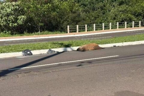 Capivara é encontrada morta atropelada na Avenida Mato Grosso