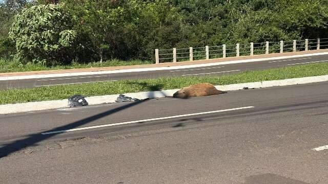 Capivara é encontrada morta atropelada na Avenida Mato Grosso