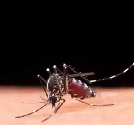 MS segue sem mortes por dengue em 2026, mas investiga 2 óbitos