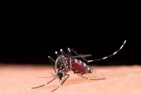 MS segue sem mortes por dengue em 2026, mas investiga 2 óbitos