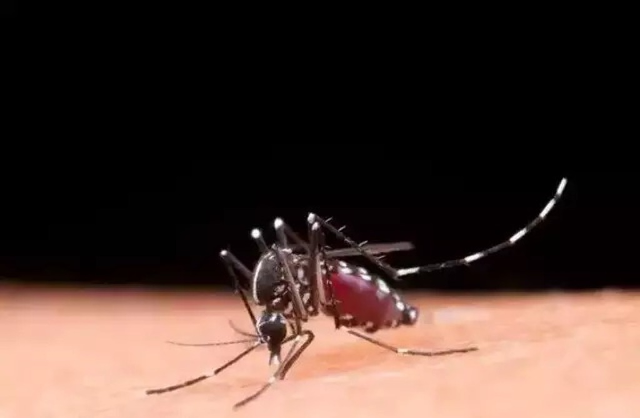 MS segue sem mortes por dengue em 2026, mas investiga 2 óbitos