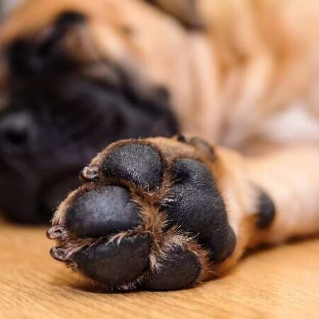 Você limpa as patas do seu cachorro? Erro pode custar caro