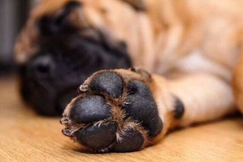Você limpa as patas do seu cachorro? Erro pode custar caro