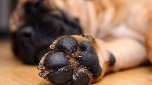Você limpa as patas do seu cachorro? Erro pode custar caro