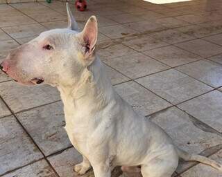 Cão da raça bull terrier entra em padaria, é resgatado e agora busca pelo tutor