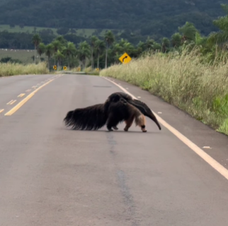 Vídeo mostra mãe tamanduá atravessando estrada com filhote nas costas