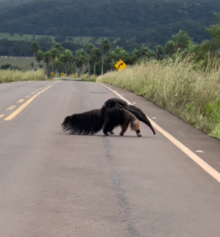 Vídeo mostra mãe tamanduá atravessando estrada com filhote nas costas