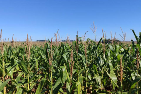 Área ocupada por milho recua para 46% na segunda safra