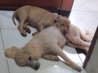 Poodle com epilepsia desaparece no Tijuca e família faz apelo por Max