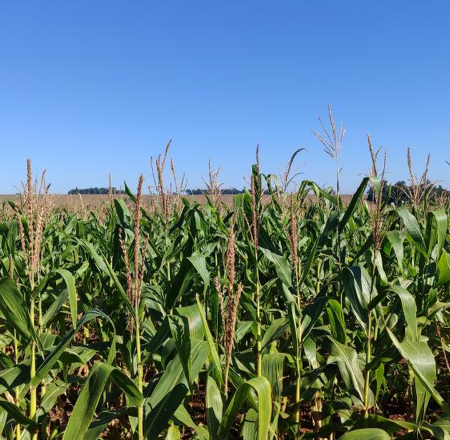 Chuva atrasa colheita do milho e safra avança só 0,2% em MS