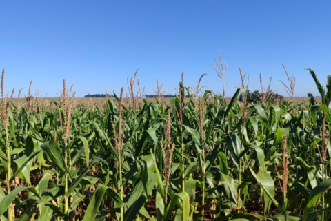 Chuva atrasa colheita do milho e safra avança só 0,2% em MS
