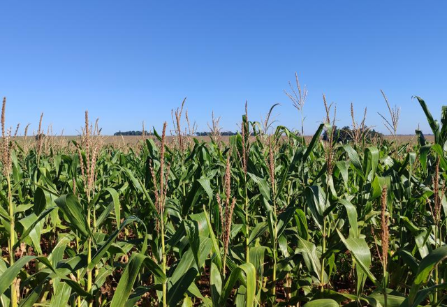 Chuva atrasa colheita do milho e safra avança só 0,2% em MS