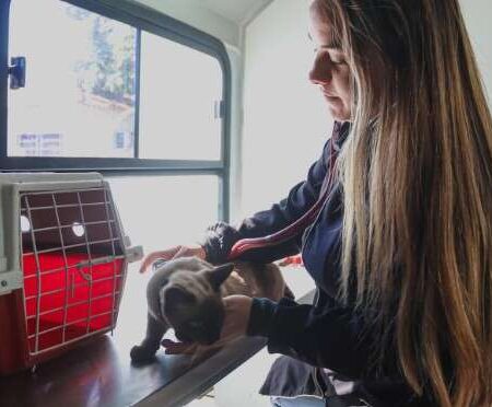 Atendimento veterinário gratuito chega ao Jardim Noroeste nesta segunda