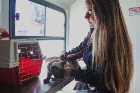 Atendimento veterinário gratuito chega ao Jardim Noroeste nesta segunda