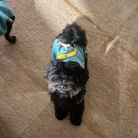 Cachorro desaparece no Vida Nova e família procura por Apolo