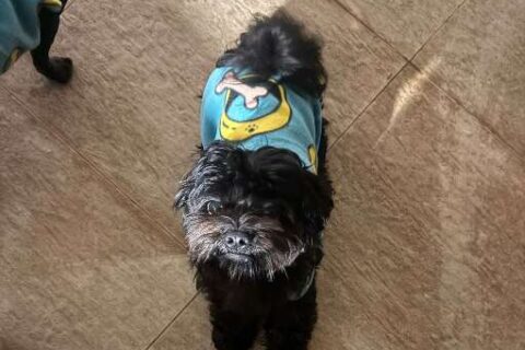 Cachorro desaparece no Vida Nova e família procura por Apolo