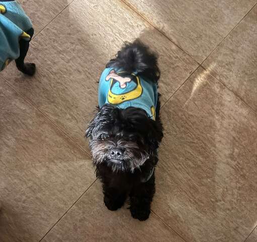 Cachorro desaparece no Vida Nova e família procura por Apolo