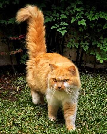 Resgatado, gato encontrado no Tiradentes procura o dono