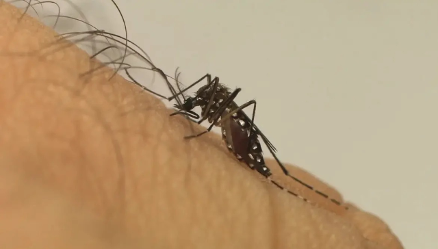 Mato Grosso do Sul registra a 22ª morte por chikungunya em 2026