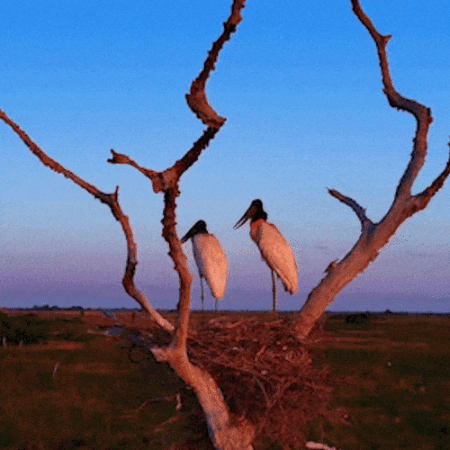Casal de tuiuiús observa beleza do Pantanal em "clima de romance"