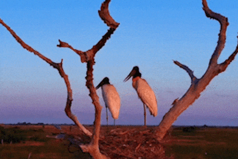 Casal de tuiuiús observa beleza do Pantanal em "clima de romance"
