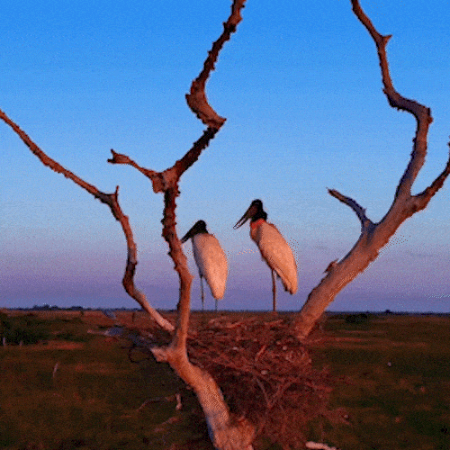 Casal de tuiuiús observa beleza do Pantanal em "clima de romance"