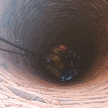 Cachorro cai a 15 metros de profundidade e é resgatado de fossa