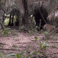 Com passos lentos, Surya apresenta ao Pantanal seu novo filhote