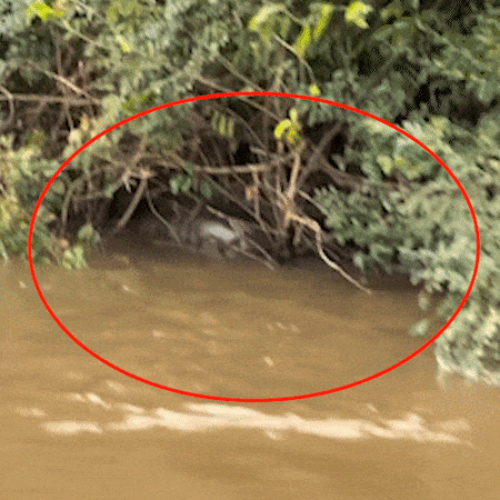 Pescador flagra sucuri gigante fazendo digestão às margens do Rio Dourado