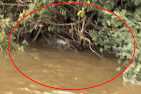 Pescador flagra sucuri gigante fazendo digestão às margens do Rio Dourado