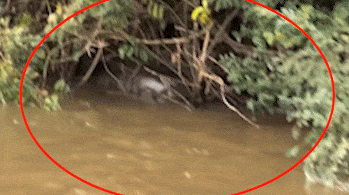 Pescador flagra sucuri gigante fazendo digestão às margens do Rio Dourado