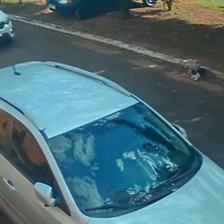 Após fugir de casa, Café é atropelado e motorista foge sem prestar socorro