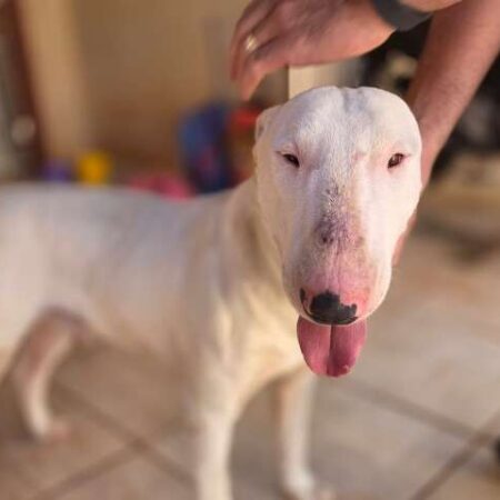 Cão da raça bull terrier entra em padaria, é resgatado e agora busca pelo tutor
