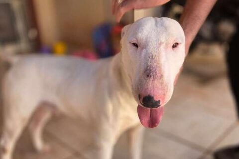 Cão da raça bull terrier entra em padaria, é resgatado e agora busca pelo tutor