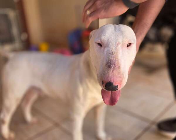 Cão da raça bull terrier entra em padaria, é resgatado e agora busca pelo tutor