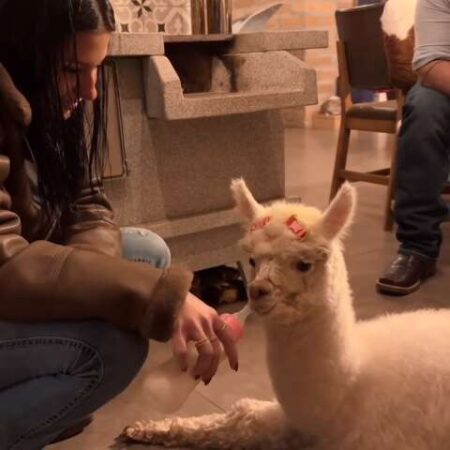 Com mamadeira e lacinho, Ana Castela apresenta filhote de alpaca