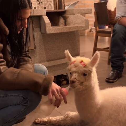 Com mamadeira e lacinho, Ana Castela apresenta filhote de alpaca