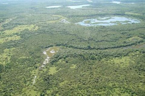 Governo seleciona empresa para vender créditos de carbono