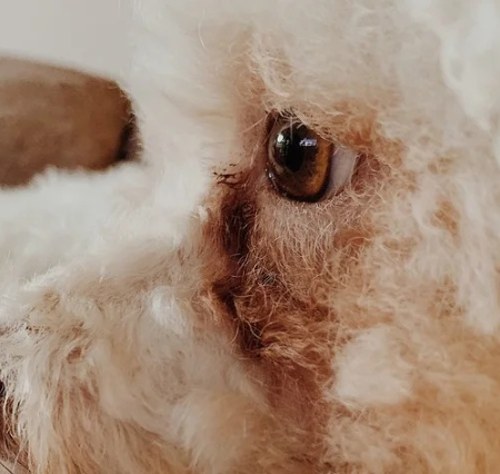 Lágrima ácida pode indicar problemas ocultos no seu pet