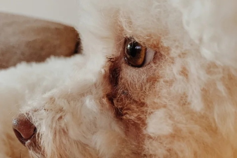 Lágrima ácida pode indicar problemas ocultos no seu pet