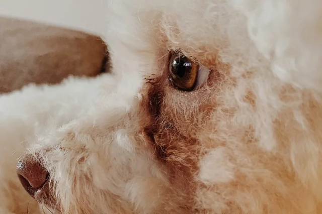 Lágrima ácida pode indicar problemas ocultos no seu pet