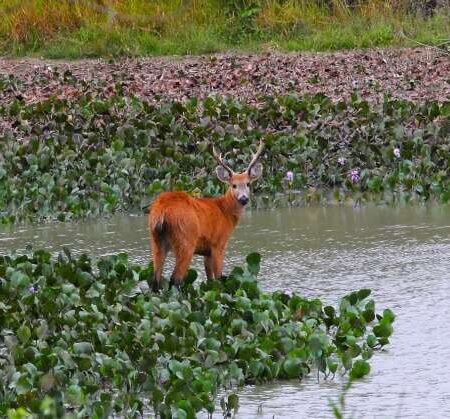 MapBiomas reforça colapso hídrico no Pantanal, com pior cenário em 40 anos