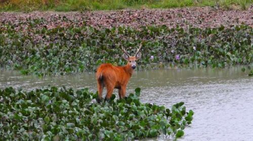 MapBiomas reforça colapso hídrico no Pantanal, com pior cenário em 40 anos