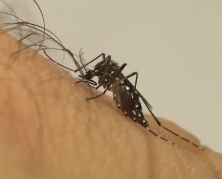 Dourados chega a 17 mortes por chikungunya após confirmar mais 2 casos