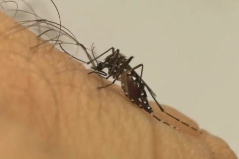 Dourados chega a 17 mortes por chikungunya após confirmar mais 2 casos