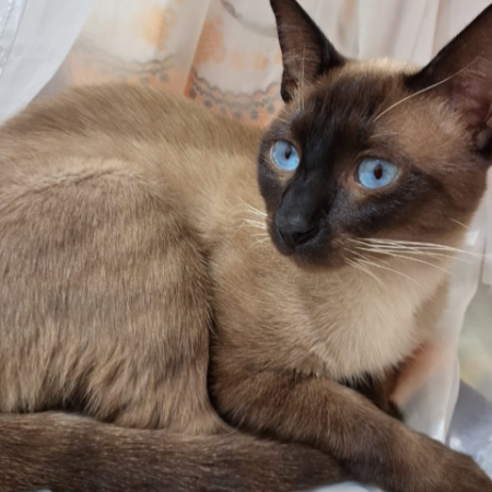 Família oferece R$ 1,5 mil para quem encontrar gato siamês desaparecido