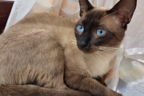 Família oferece R$ 1,5 mil para quem encontrar gato siamês desaparecido