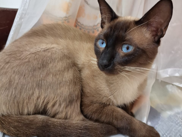Família oferece R$ 1,5 mil para quem encontrar gato siamês desaparecido